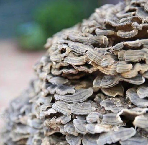 Do đó, lão nông dùng các dụng cụ mang theo để đem cây nấm khổng lồ về nhà. Khi biết chuyện, nhiều dân làng tới xem đó là loại nấm gì.