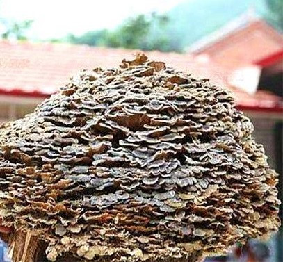 Sau khi quan sát tỉ mỉ, nhiều người nhận ra cây nấm mà lão nông tìm thấy trong rừng là nấm linh chi hoang dã quý hiếm. Họ chúc mừng ông đã tìm được "báu vật" giá trị.