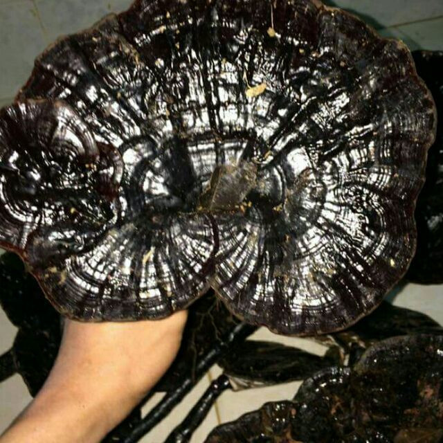 Không những có tác dụng chữa bệnh, nấm linh chi hoang dã quý hiếm còn được người Trung Quốc xem là biểu tượng cho sự may mắn.