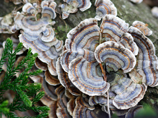 Dù vậy, lão nông từ chối mọi đề nghị. Quyết định của ông khiến nhiều người cảm thấy khó hiểu vì nếu ông bán nó sẽ có thể "đổi đời" một cách nhanh chóng khi có được số tiền lớn từ bán nấm.