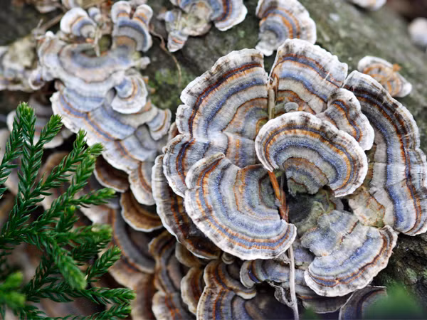 Dù vậy, lão nông từ chối mọi đề nghị. Quyết định của ông khiến nhiều người cảm thấy khó hiểu vì nếu ông bán nó sẽ có thể "đổi đời" một cách nhanh chóng khi có được số tiền lớn từ bán nấm.