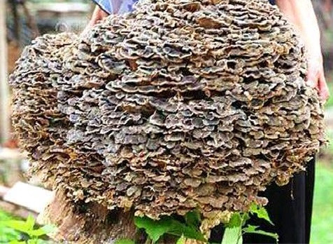 Nấm linh chi hoang dã thường sinh trưởng trong các khu vực rừng núi ẩm thấp. Chúng sống ký sinh trên các thân cây.