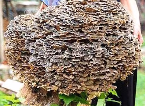 Nấm linh chi hoang dã thường sinh trưởng trong các khu vực rừng núi ẩm thấp. Chúng sống ký sinh trên các thân cây.