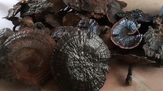 Theo các nhà nghiên cứu, linh chi hoang dã có nhiều loại và màu sắc khác nhau. Chúng được dùng để chữa bệnh và tăng cường sức khỏe cho con người từ ít nhất 3.000 năm trước.