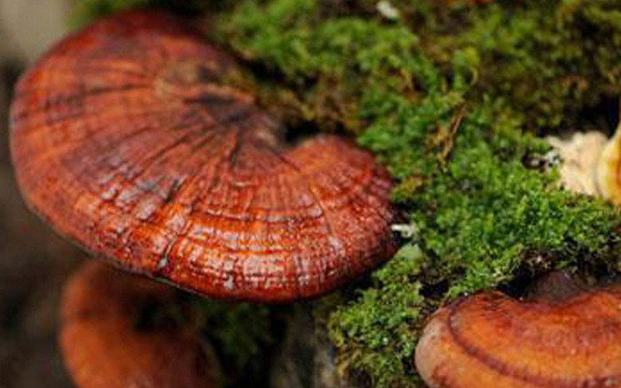 Đối với người Trung Quốc, linh chi là loại thuốc tốt để chữa bệnh. Theo các nhà khoa học, nấm linh có tác dụng trên một số bệnh như đau thắt cơ tim, bệnh ở mạch vành của tim, huyết áp không ổn định, viêm phế quản...