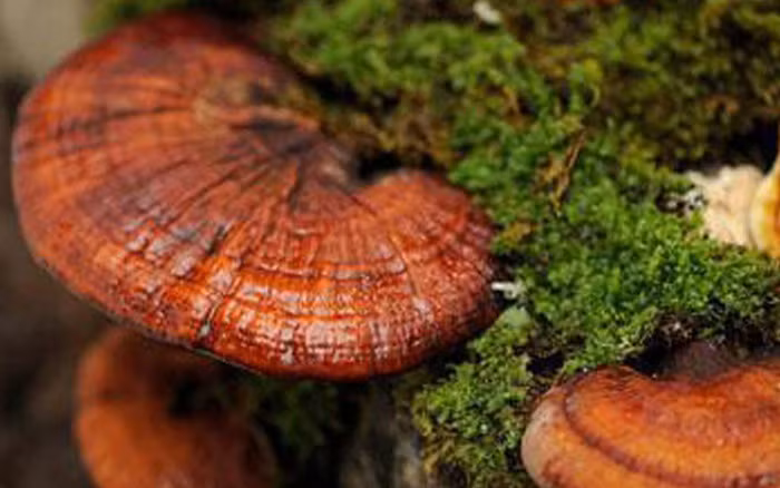 Đối với người Trung Quốc, linh chi là loại thuốc tốt để chữa bệnh. Theo các nhà khoa học, nấm linh có tác dụng trên một số bệnh như đau thắt cơ tim, bệnh ở mạch vành của tim, huyết áp không ổn định, viêm phế quản...