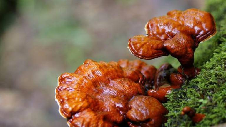 Chính vì vậy, lão nông ở Quý Châu tìm được một "báu vật" quý hiếm. Một số người đã tìm đến nhà ông để hỏi mua cây nấm khổng lồ đó. Trong số này có người đề nghị trả ông 1,5 triệu Nhân dân tệ (tức hơn 5 tỷ đồng) nhằm có được cây nấm linh chi.