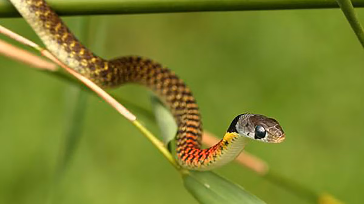 Đây là lần thứ hai Bệnh viện Nhi đồng 1 tiếp nhận và điều trị cho bệnh nhân bị rắn học trò cắn. Trước đó, vào tháng 4/2021, bé gái 15 tháng tuổi ở Tiền Giang nhập viện do bị rắn cắn. Sau 2 ngày điều trị tại bệnh viện, bé gái trên tử vong.