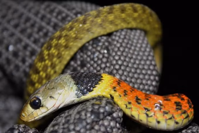 Kết quả xét nghiệm cho thấy bé trai trên bị rối loạn đông máu rất nặng. Do không có huyết thanh để giải độc rắn học trò nên bệnh viện truyền huyết tương tươi, dùng thuốc yếu tố đông máu đậm đặc để điều trị cho bệnh nhi.