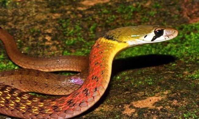 Chính vì vậy, các chuyên gia đưa ra những cảnh báo về loài rắn học trò cực nguy hiểm. Loài rắn này có màu sắc rất đẹp với đầu màu xanh, cổ đỏ, thân nhiều màu sặc sỡ.