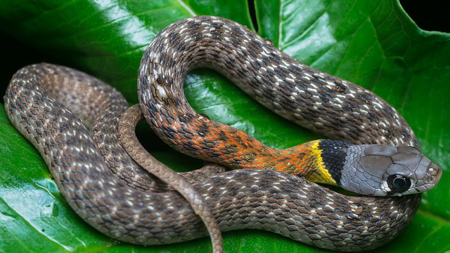 Bỡi lẽ Việt Nam hiện chưa có kháng huyết thanh độc giúp cứu sống bệnh nhân trúng độc do bị rắn học trò cắn. Hiện chỉ có một bệnh viện ở Nhật Bản đang nghiên cứu thử nghiệm kháng huyết thanh này. Tuy nhiên, chế phẩm vẫn đang trong giai đoạn nghiên cứu, chưa thể sử dụng để cứu người bị rắn học trò cắn.