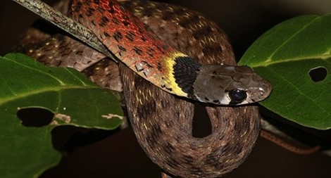 Do vậy, dân gian gọi là rắn hổ lửa, rắn bảy màu, rắn học trò, nữ hoàng bóng đêm... Dù có màu sắc đẹp nhưng loài rắn này vô cùng nguy hiểm khi sở hữu nọc độc có khả năng gây chết người.