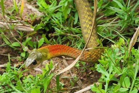 Nếu rắn học trò mở to miệng, há hàm để quặp bằng răng chứa nọc độc thì nạn nhân bị cắn sẽ gặp nguy hiểm đến tính mạng. Chính vì vậy, giới chuyên gia khuyến cáo mọi người không nên chơi đùa hay nuôi rắn học trò.