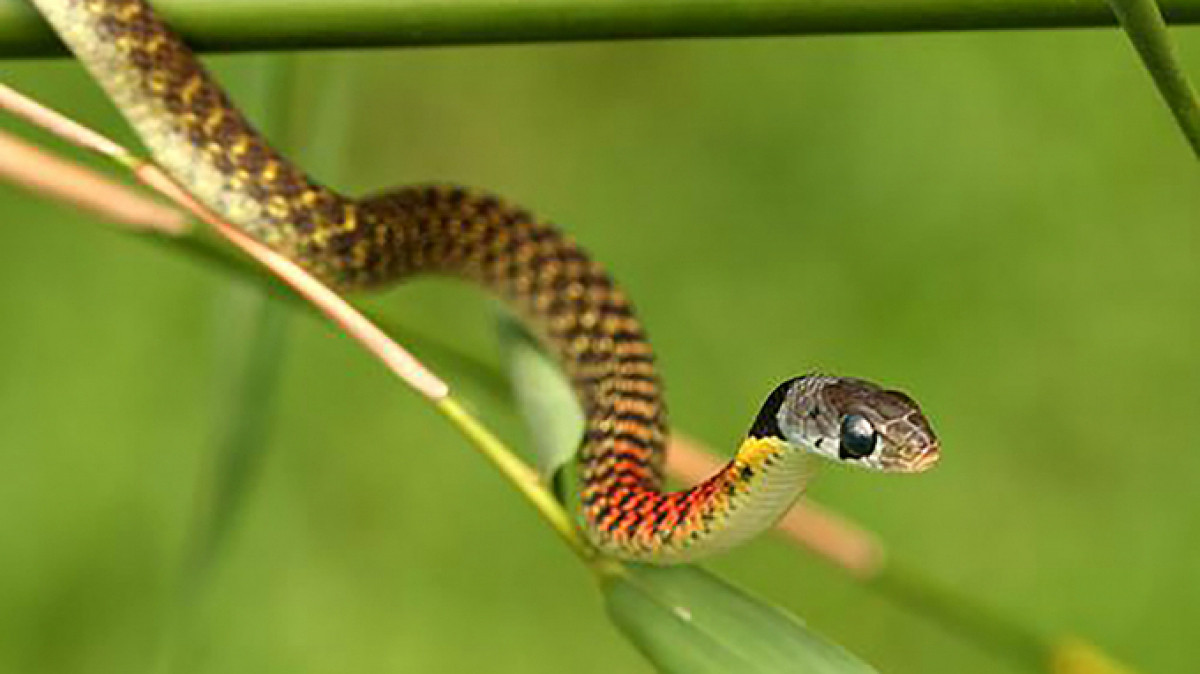 Đây là lần thứ hai Bệnh viện Nhi đồng 1 tiếp nhận và điều trị cho bệnh nhân bị rắn học trò cắn. Trước đó, vào tháng 4/2021, bé gái 15 tháng tuổi ở Tiền Giang nhập viện do bị rắn cắn. Sau 2 ngày điều trị tại bệnh viện, bé gái trên tử vong.