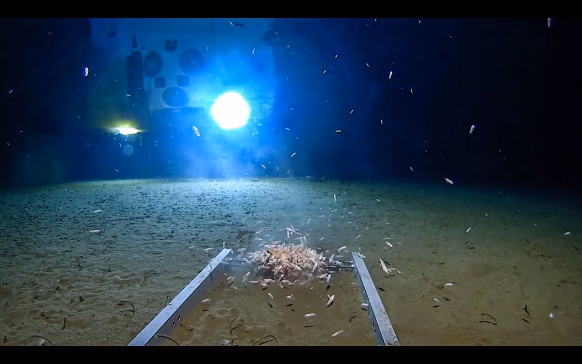 Nhờ vậy, chúng ta sẽ có thêm hiểu biết về thế giới bí ẩn ở rãnh đại dương sâu nhất thế giới.