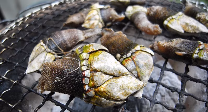 Ốc chân rùa thường được chế biến thành các món như nướng, sashimi, súp miso...