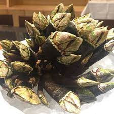 Thêm nữa, con người không thể nuôi ốc chân rùa trong môi trường nhân tạo. Do vậy, nó không có sẵn tại các cửa hàng kinh doanh thủy hải sản.