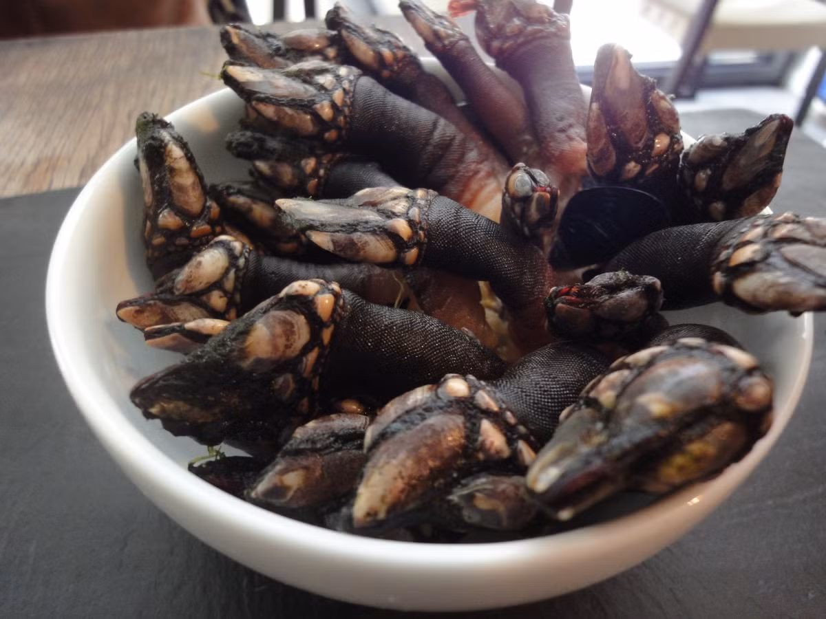 Một số nhà hàng sang trọng phục vụ món ốc chân rùa với giá khoảng 70 USD/phần (khoảng 1,6 triệu đồng).