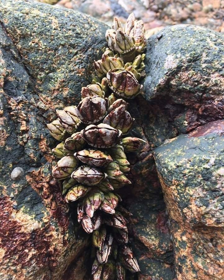 Mỗi con ốc chân rùa gồm có 2 phần: phần đầu trông như móng rùa, cứng trong khi phần thân có lớp da dày.