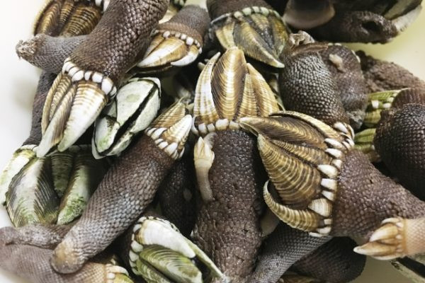 Trong số các loài ốc biển, ốc chân rùa (tên khoa học là Capitulum mitella) vô cùng nổi tiếng bởi sự quý hiếm và giá thành cao. Nhiều người giàu có sẵn sàng chi bộn tiền để mua chúng nhưng chưa chắc đã có được.