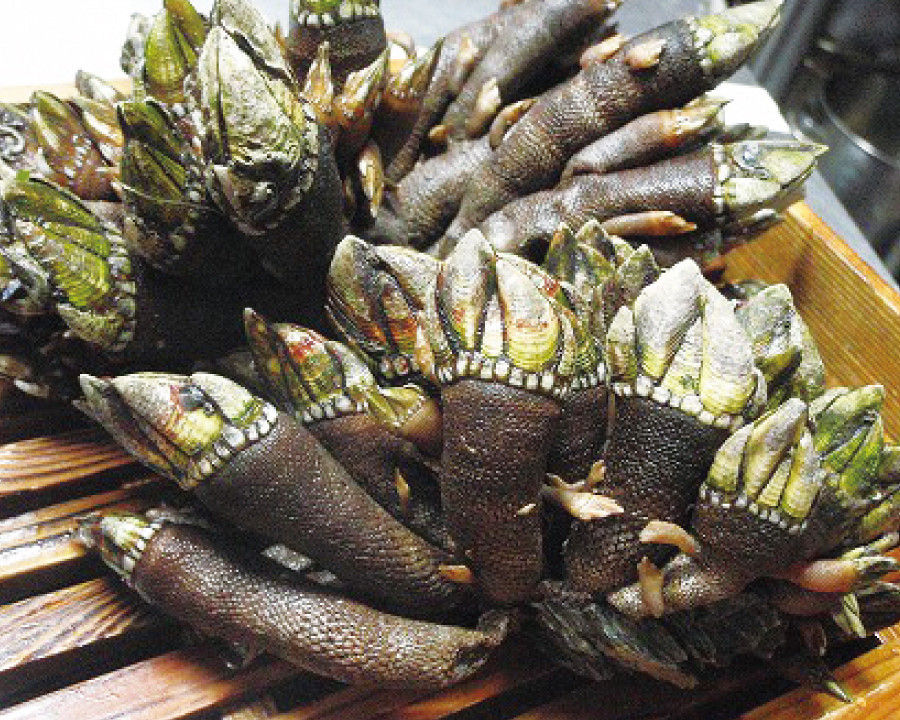 Nguyên do là bởi ốc chân rùa không được bán đại trà. Nó có số lượng rất ít nên không phải ai cũng có cơ hội nhìn thấy và thưởng thức.