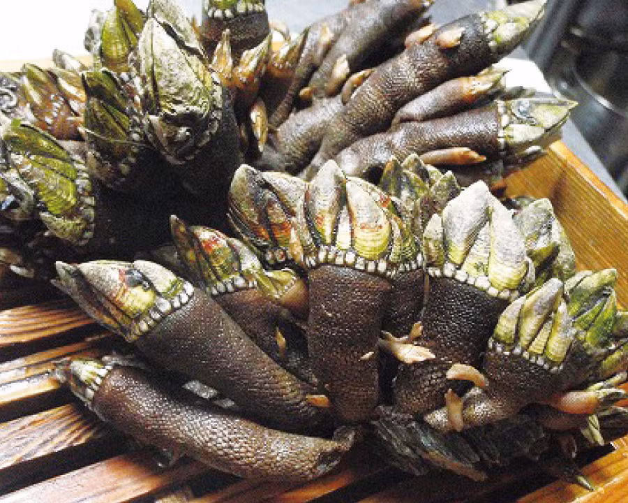 Nguyên do là bởi ốc chân rùa không được bán đại trà. Nó có số lượng rất ít nên không phải ai cũng có cơ hội nhìn thấy và thưởng thức.