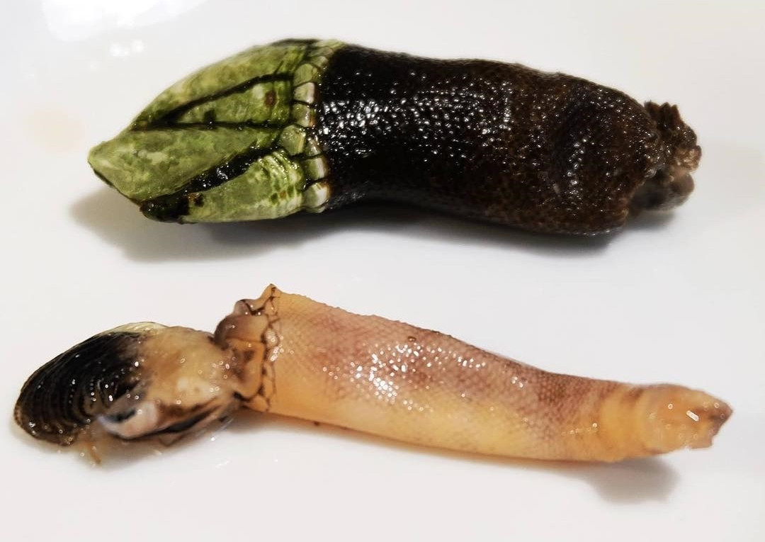 Giá cao nhất của ốc chân rùa rơi vào khoảng 200 - 300 Euro/kg (tức khoảng hơn 5 triệu đồng đến gần 8 triệu VND/kg).