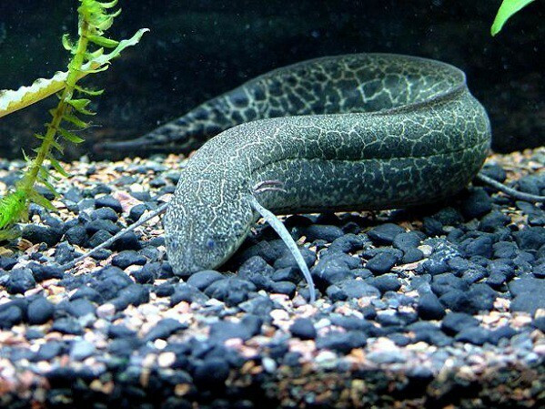 Một loài cá lạ nổi tiếng thế giới là cá phổi (tên tiếng Anh là Lungfish). Loài cá này gây chú ý với nhiều đặc điểm đặc biệt mà những loài khác không có.