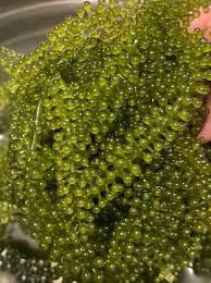 Vì vậy, nhiều người tìm mua rong nho để chế biến thành các món ăn yêu thích. Loại tảo biển này thường được bảo quản trong tủ lạnh từ 7 - 10 ngày.