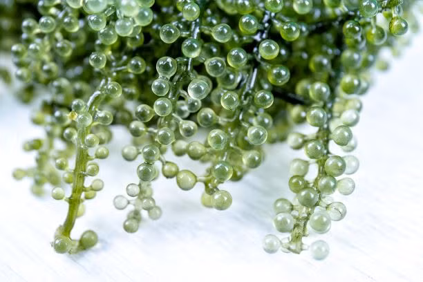 Rong nho cũng giúp thúc đẩy sản xuất collagen và chất oxy hóa. Vì vậy, nó được coi là “mỹ phẩm tự nhiên” giúp bảo vệ và chăm sóc da, tóc và làm chậm quá trình lão hóa của con người.