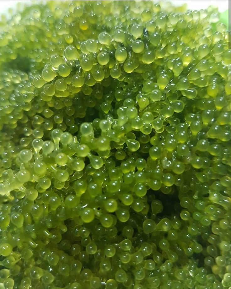 Trong số này có việc, rong nho rất giàu chất sắt và vitamin. Nó có tác dụng tăng cường chức năng của hệ thần kinh thị giác, cải thiện thị lực và phòng chống các bệnh về mắt như khô mắt, quáng gà…