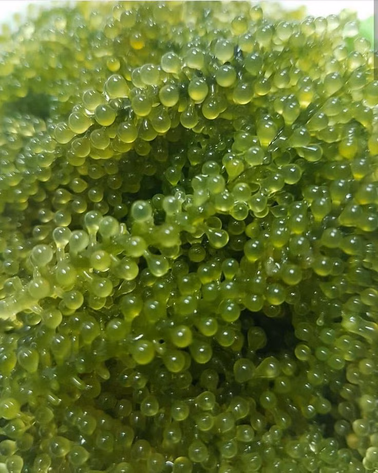 Trong số này có việc, rong nho rất giàu chất sắt và vitamin. Nó có tác dụng tăng cường chức năng của hệ thần kinh thị giác, cải thiện thị lực và phòng chống các bệnh về mắt như khô mắt, quáng gà…