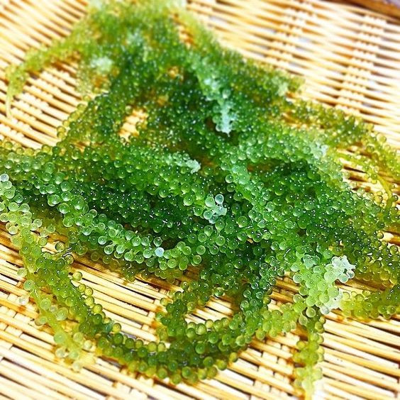 Tiếp đến, chất béo trong rong nho giúp bảo vệ màng tế bào, cải thiện tính đàn hồi của thành mạch máu qua đó giảm nhẹ các triệu chứng khô da, lão hóa.