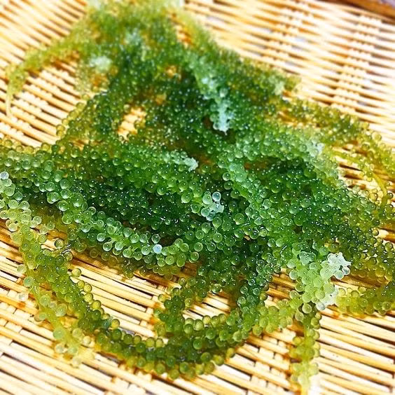 Tiếp đến, chất béo trong rong nho giúp bảo vệ màng tế bào, cải thiện tính đàn hồi của thành mạch máu qua đó giảm nhẹ các triệu chứng khô da, lão hóa.