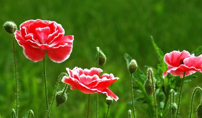 Ngay sinh Am lich ket thuc bang 3 so nay, co menh vang muoi