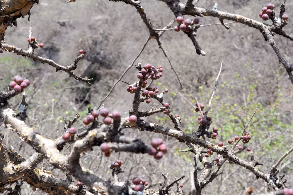 Ngôi đền bị phá hủy vào khoảng năm 70 trước Công nguyên. Các chuyên gia suy đoán chiếc nhẫn có thể đã bị người nào đó đánh rơi xuống kênh thoát nước trong những thập kỷ trước.