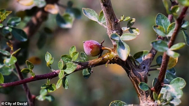 Cành cây được khắc trên viên đá thạch anh tím tử đinh hương có tên khoa học là Commiphora gileadensis. Đây là một loài cây đắt tiền được sử dụng để làm nước hoa cho ngôi đền ở Jerusalem.