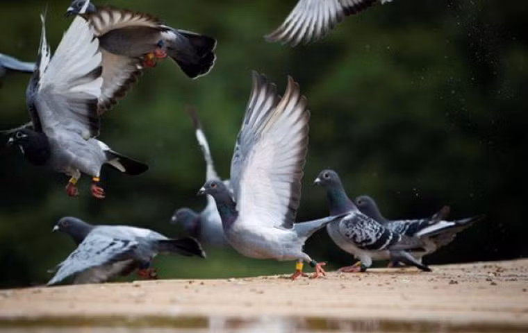 Theo các chuyên gia, chủ nhân của viên đá thạch anh tím tử đinh hương có thể là người Do Thái.