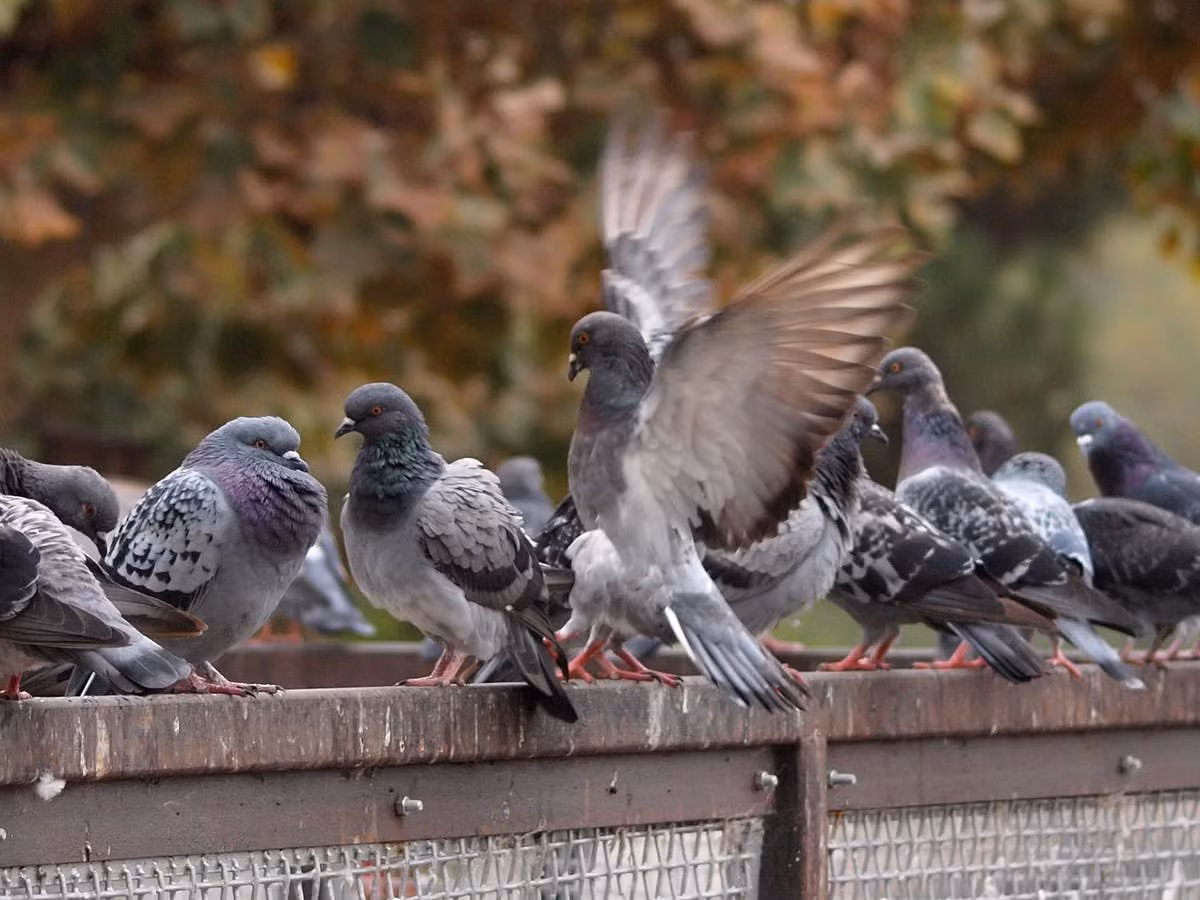 Trong số này, hình ảnh chim bồ câu được cho là một họa tiết tích cực. Nó tượng trưng cho sự giàu có, hạnh phúc, tốt lành và thành công.