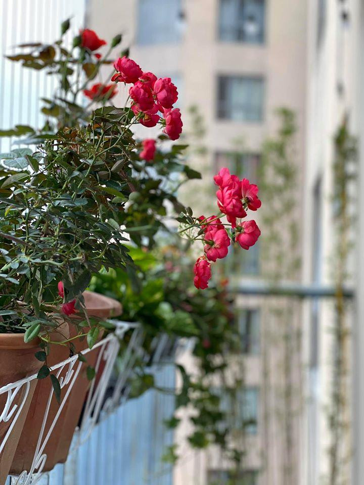 Ngoài ban công, Minh Trang trồng rất nhiều loại hoa.