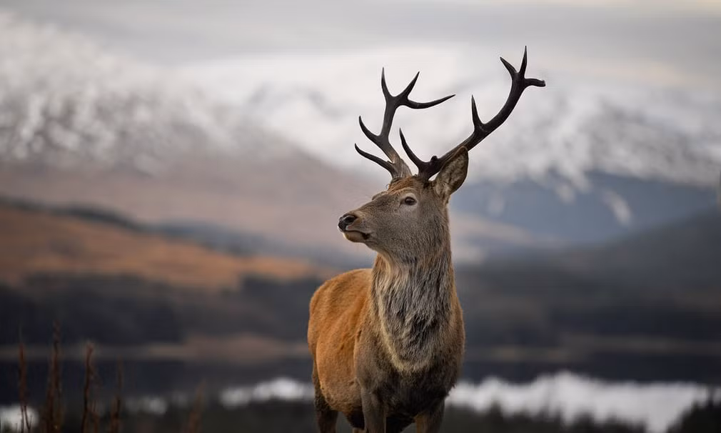 Hươu đỏ đứng cạnh hồ nước ở Glencoe, Scotland. (Nguồn Guardian)