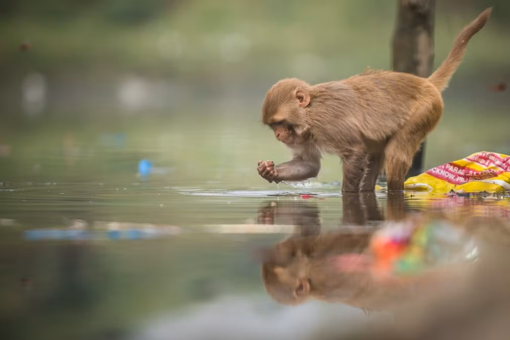 Khỉ kiếm ăn trong dòng nước ô nhiễm dưới sông Yamuna ở Delhi, Ấn Độ. (Nguồn Guardian)
