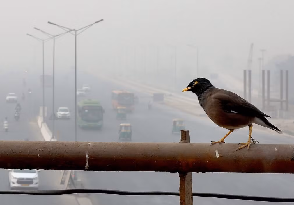 Chim Myna đứng trên lan can cầu vượt dành cho người đi bộ ở New Delhi, Ấn Độ. (Nguồn Guardian)