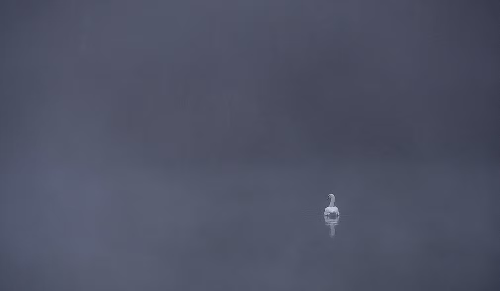 Thiên nga bơi trong sương sớm trên hồ gần thành phố Tübingen, Đức. (Nguồn Guardian)