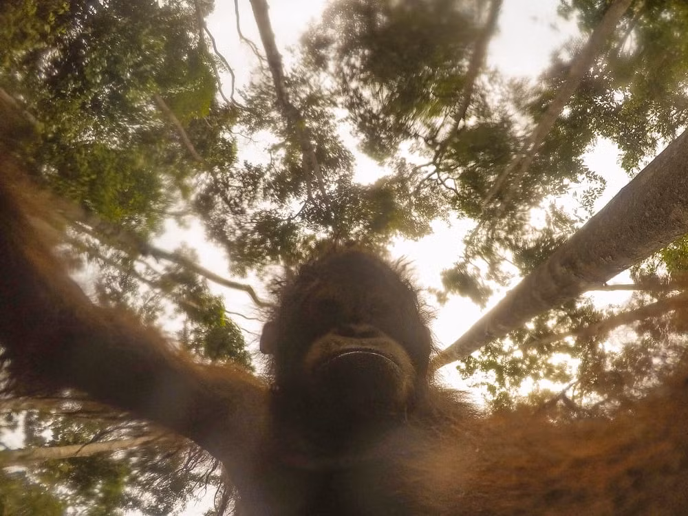 Đười ươi con chơi với chiếc camera GoPro bị nhiếp ảnh gia bỏ lại trong rừng ở Borneo. (Nguồn Guardian)