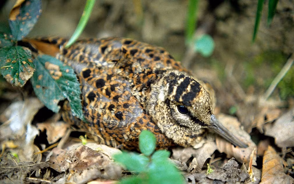 Chim dẽ gà nằm ngụy trang giữa đám lá mùa thu trong rừng. (Nguồn Guardian)