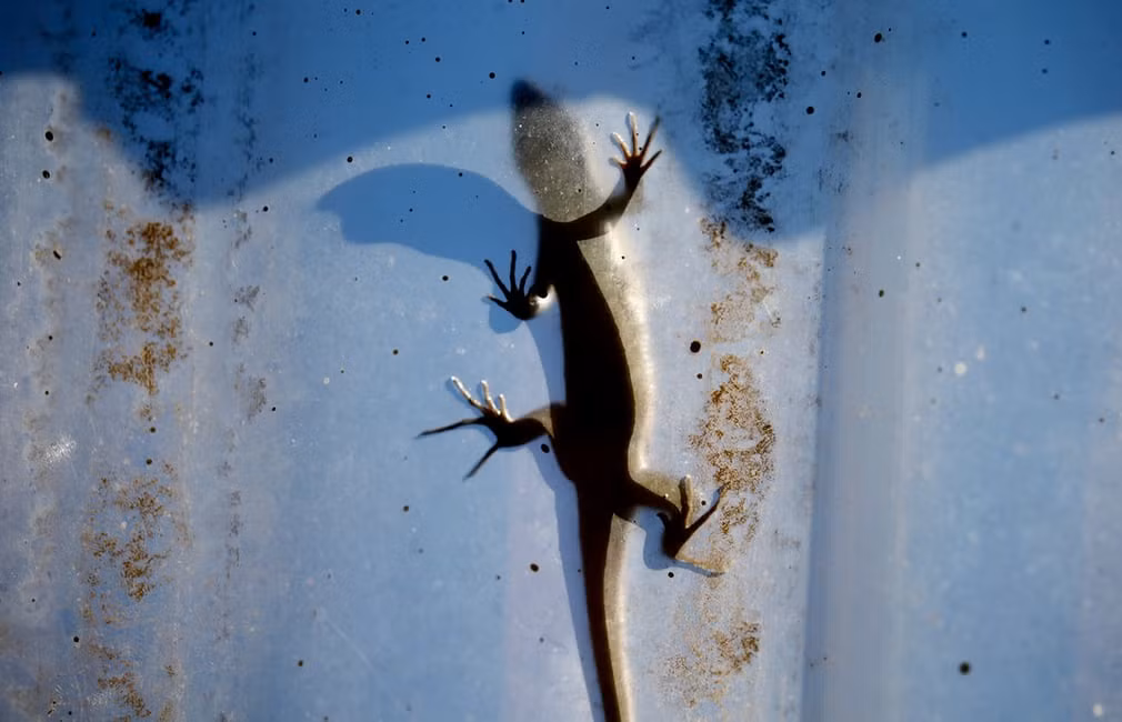 Thằn lằn bò trên mái một ngôi nhà tạm tại khu ổ chuột ở thành phố Johannesburg, Nam Phi. (Nguồn Guardian)