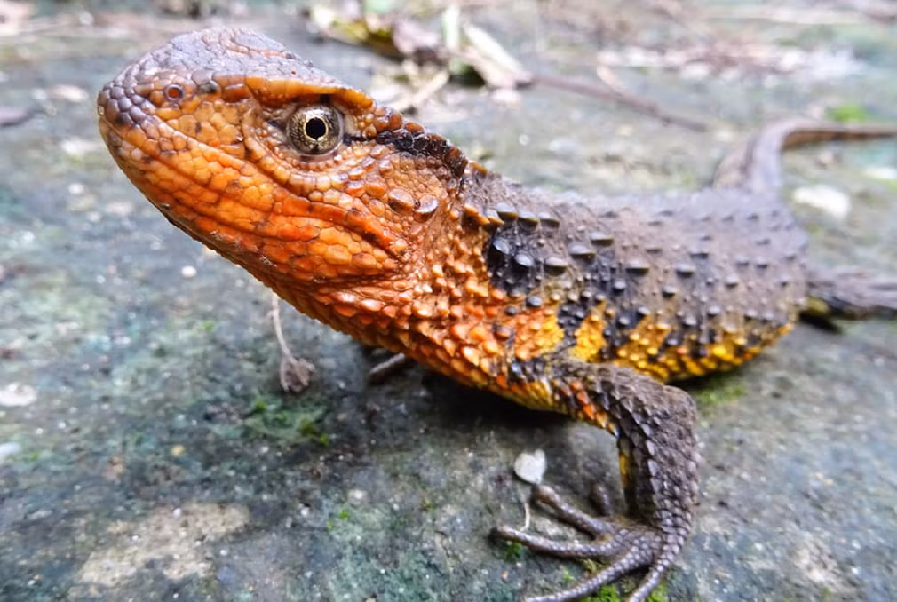 Thằn lằn cá sấu là một trong số 115 loài sinh vật mới được phát hiện tại vùng sông Mê Kông. (Nguồn Guardian)