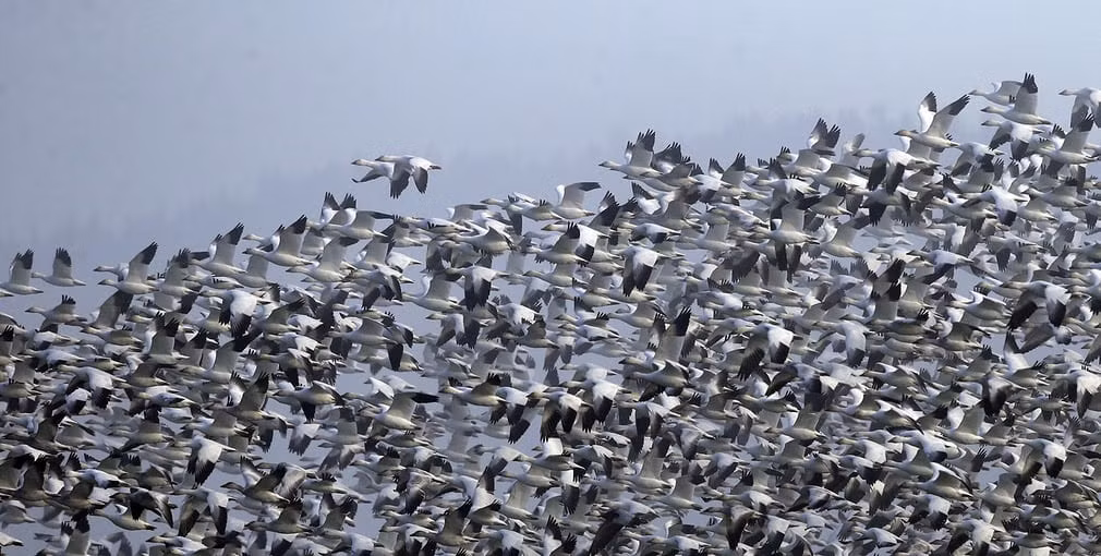 Hàng nghìn con ngỗng tuyết cất cánh bay trên cánh đồng ở Conway, Washington, Mỹ. (Nguồn Guardian)