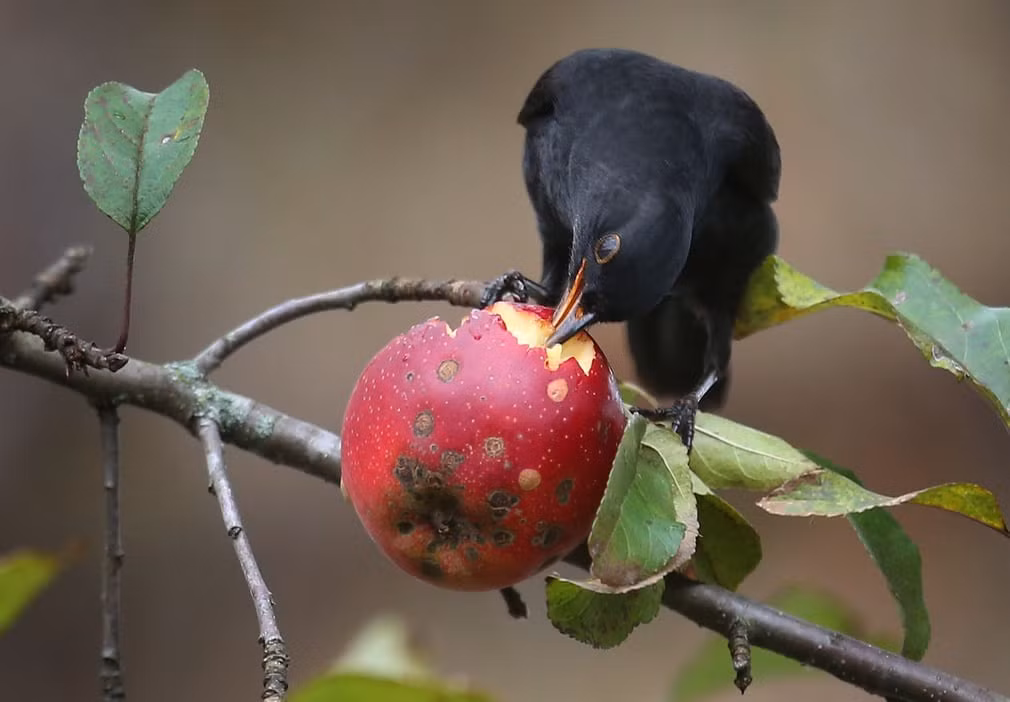 Chim két ăn trái táo chín đỏ ở thành phố Kaufbeuren, Đức. (Nguồn Guardian)